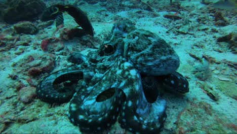 octopus walking and hunting on coral reef with its skirt out