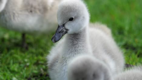 Cerca-De-Lindos-Cygnets-De-Cisnes-Negros-Sentados-Sobre-La-Hierba-Verde