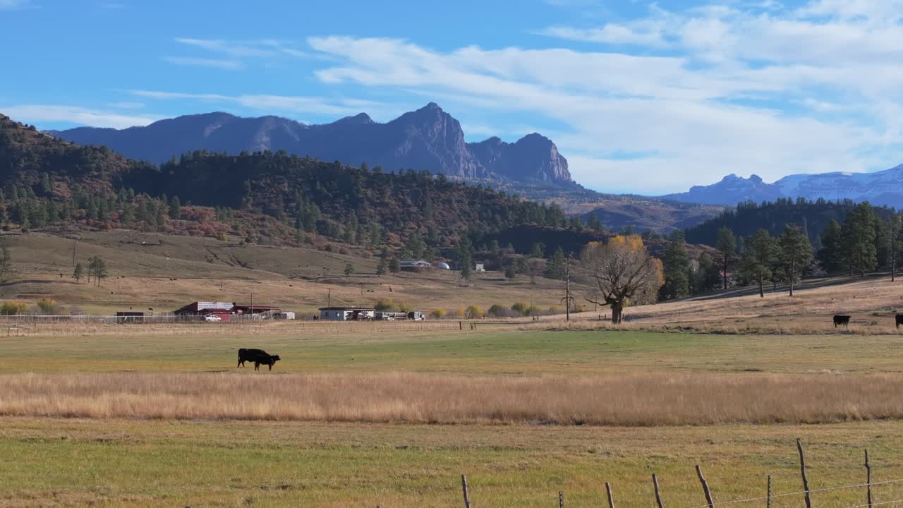 Peaceful Colorado farm view with cows and mountains under clear sky