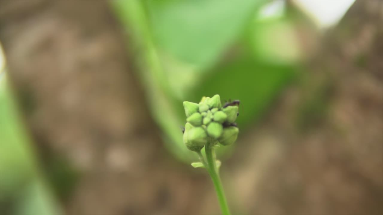 bulbos de planta en modo macro o zoom, hormiga caminando sobre él