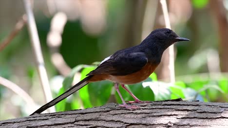 Die-Weißbürtige-Shama-Ist-Einer-Der-Häufigsten-Vögel-In-Thailand-Und-Kann-Leicht-In-Stadtparks,-Landwirtschaftsflächen,-Bewaldeten-Gebieten-Und-Den-Nationalparks-Beobachtet-Werden