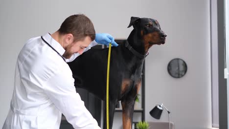 veterinarian measuring a doberman dog