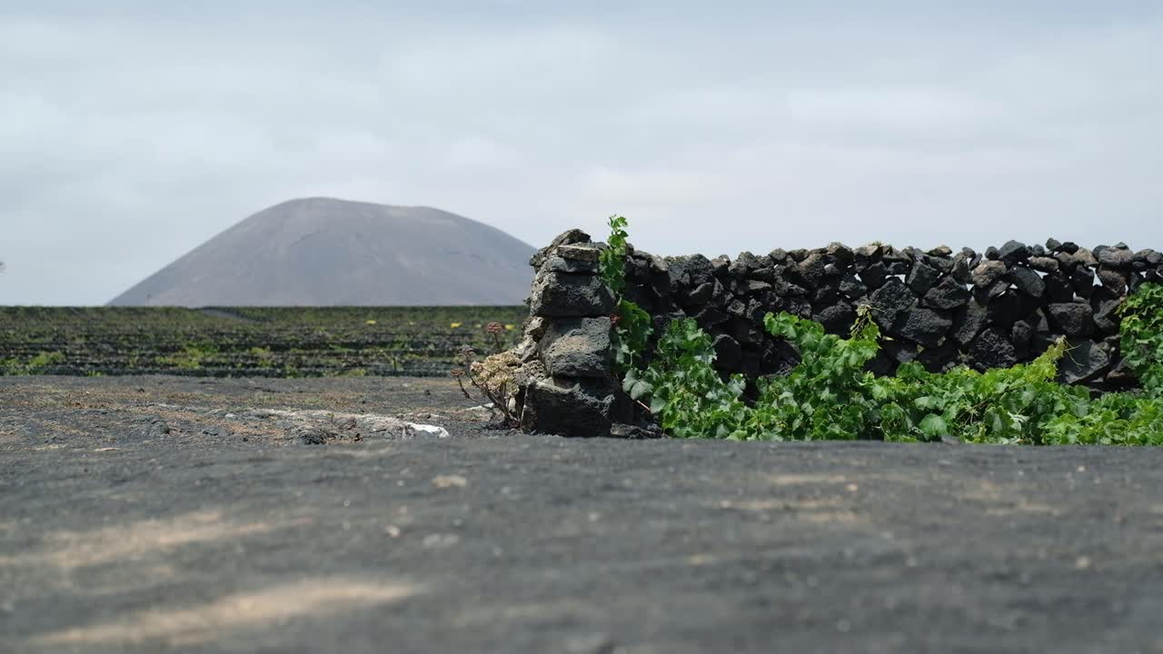 Agricultural Landscape With Rock Fence At Bodegas El Grifo, Lanzarote In Canary Islands, Spain. wide shot