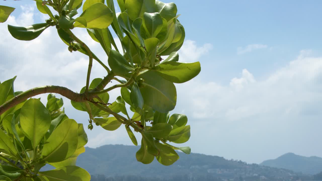 Rigogliosa vegetazione verde incornicia un'ampia vista di una spiaggia tropicale e montagne lontane.