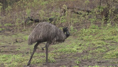 close up shot of wild emu bird on australian field with plants at cloudy day