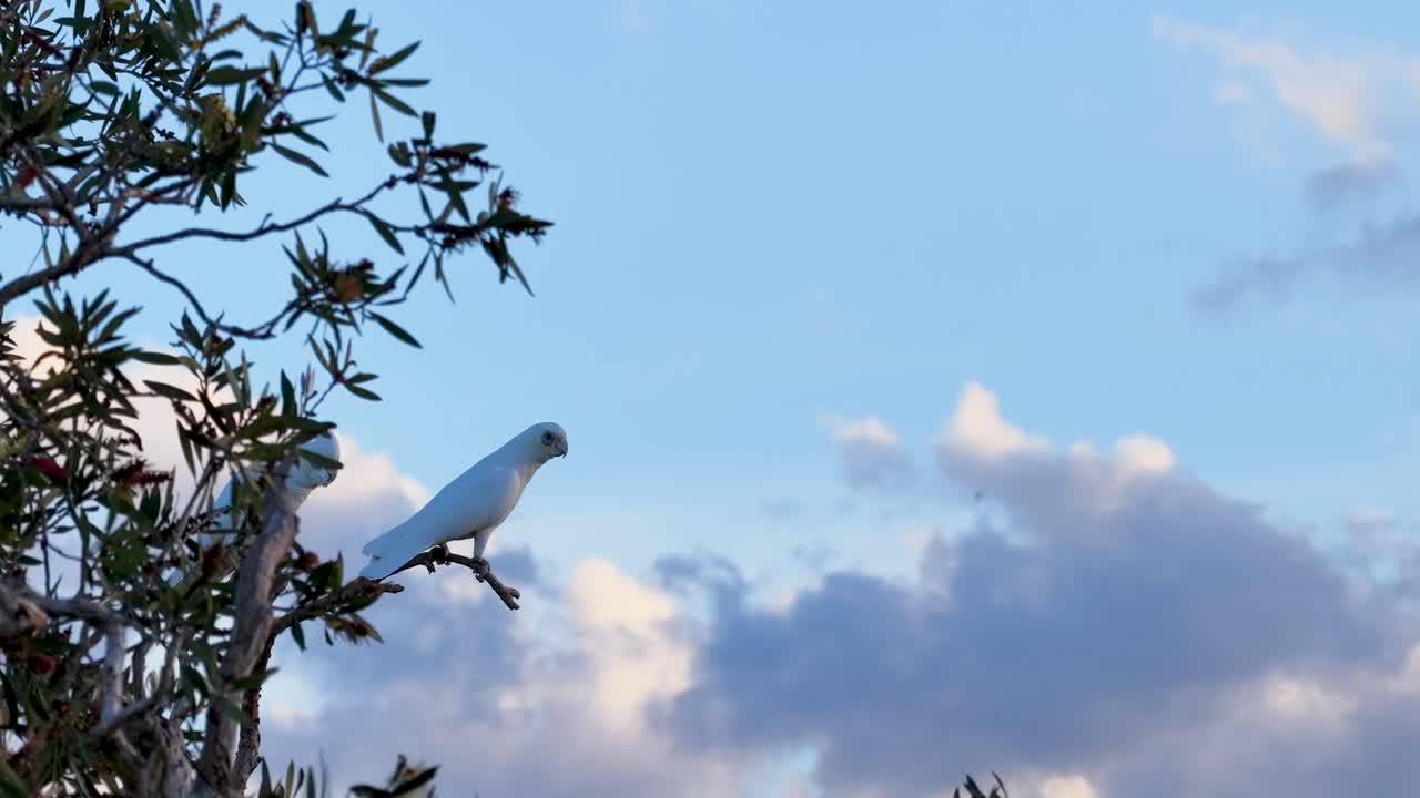 A Little Corella sits on a tree branch against a vibrant sunset sky, showcasing serene natural beauty