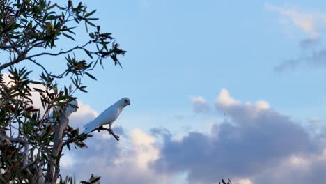 a little corella sits on a tree branch against a vibrant sunset sky, showcasing serene natural beauty