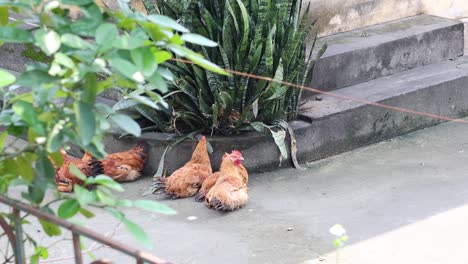 several chickens lounging near plants