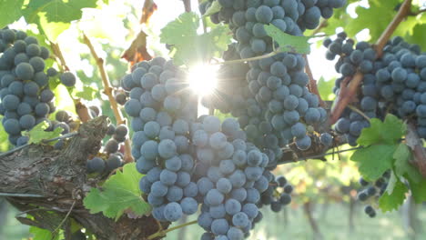 red ripe vine grapes in vineyard