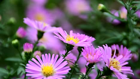 Bee-collecting-pollen-from-flower