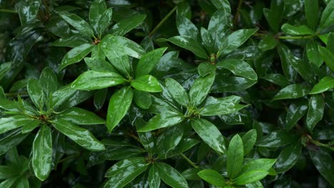 Rain-drops-falling-on-dark,-glowing-leaves-of-rhododendron