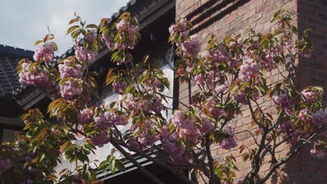 cherry blossom tree gently swaying in wind outside building in hakodate