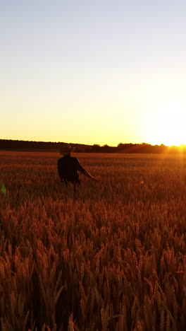 man in field of wheat. portrait of farmer walking in field, examining wheat crop