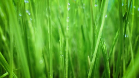 green grass close-up super macro shooting.