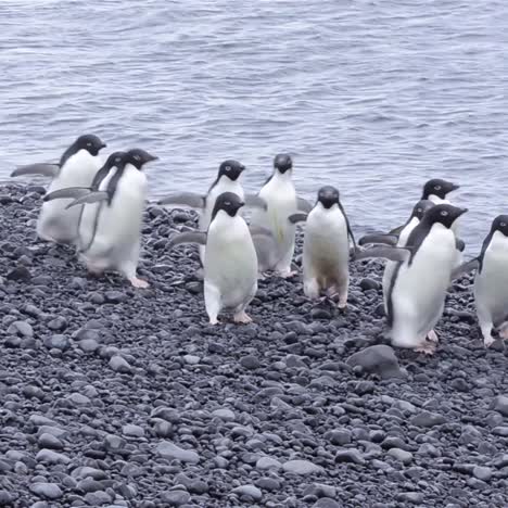 Adelie-Pinguine,-Die-Den-Strand-Von-Brown-Bluff-In-Der-Antarktis-Hinuntergehen