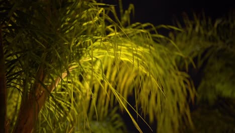 una vista de un árbol grande, toma de primer plano, toma de bajo ángulo