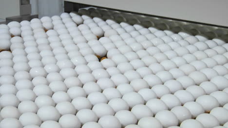 eggs move along a conveyor belt