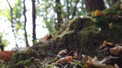 Hojas-De-Otoño-Secas-Caídas-En-El-Bosque-En-Un-Día-De-Otoño