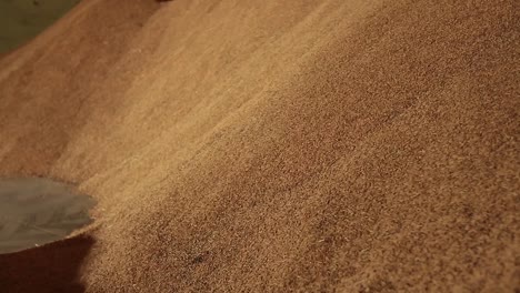 imágenes de primer plano de cultivos de arroz listos para el proceso de molienda