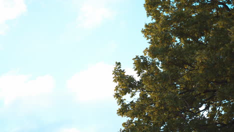 La-Luz-Del-Sol-De-Una-Puesta-De-Sol-Golpeando-Las-Hojas-De-Un-árbol.