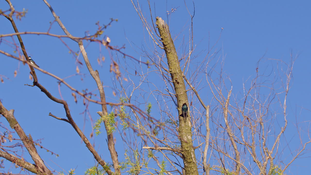 Purple martin twisting and gliding through the air—captured in high-definition slow motion.