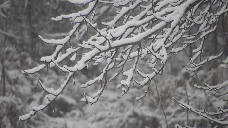 snowing over tree branches, cold weather