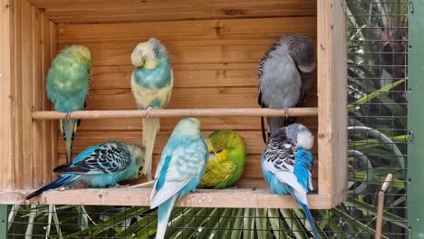 several budgerigars  with various colours in wooden cage