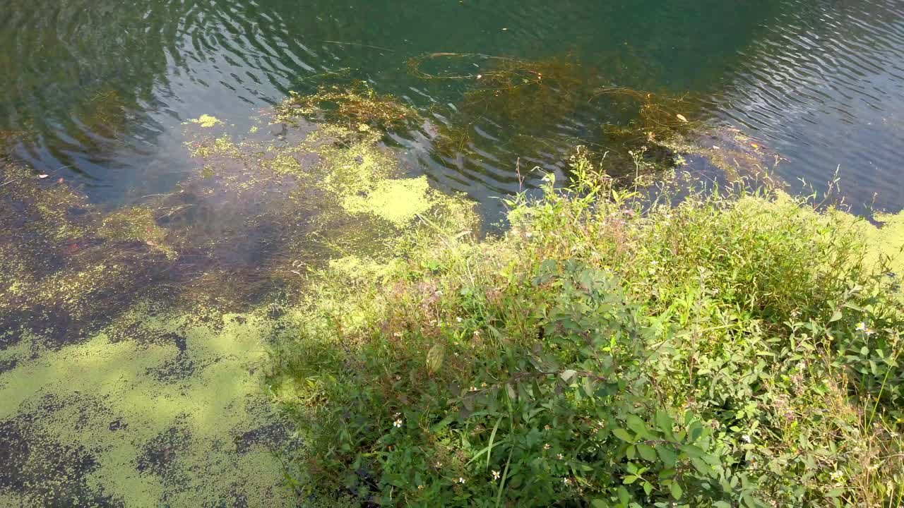 Green aquatic vegetation and algae cover the edge of a tranquil lake under soft daylight