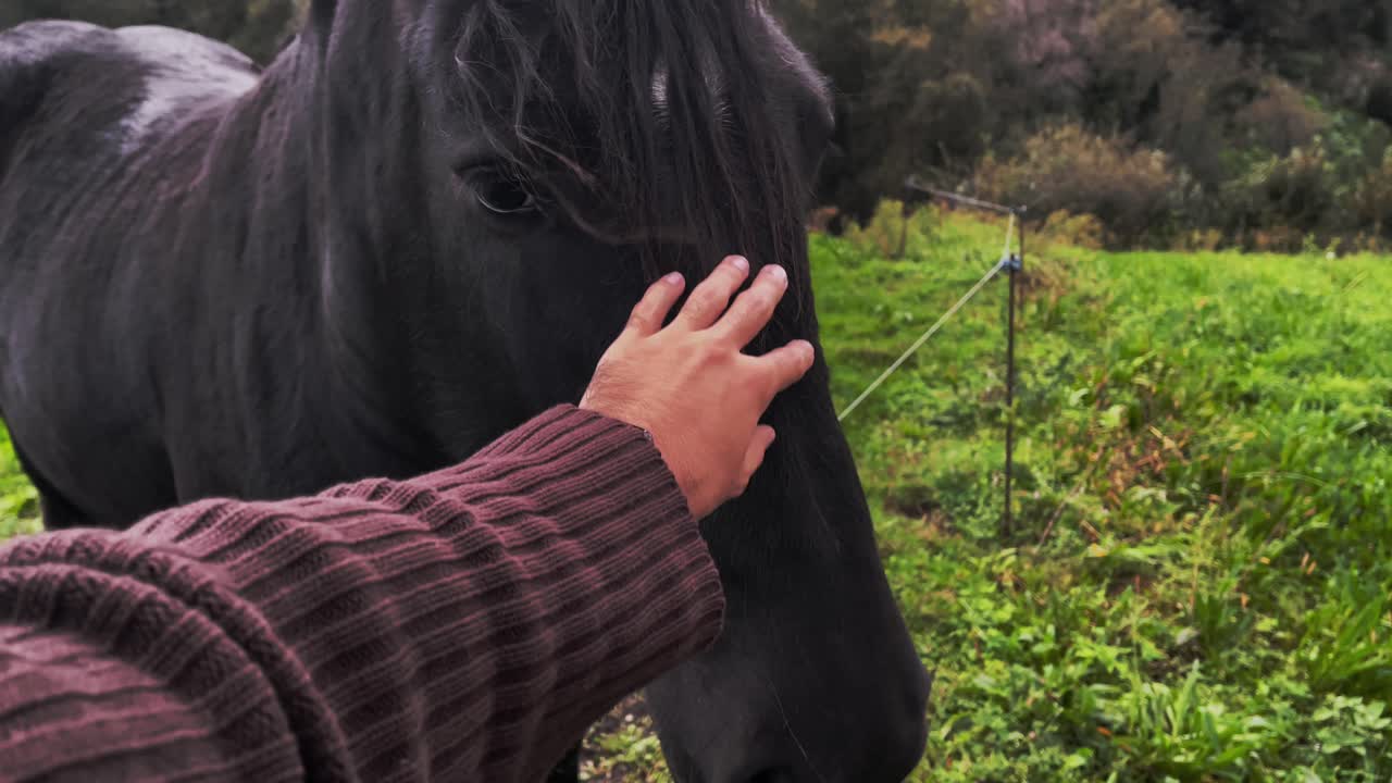 caballo español - hombre acariciando caballo español feliz en la naturaleza con la puesta de sol