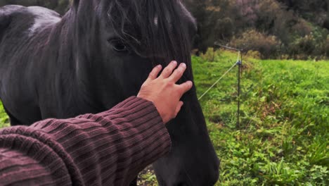 spanish horse - man petting spanish horse happy in nature with the sunset