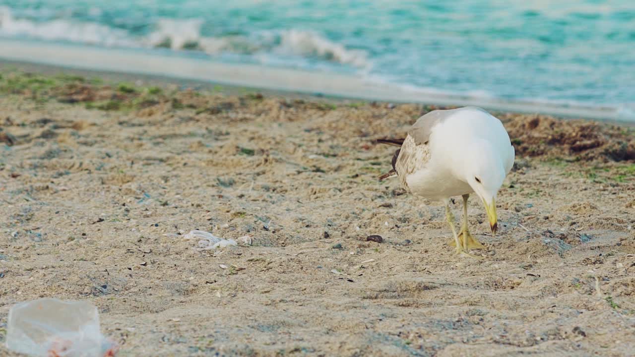 adult gull is walking along the shore and eating something from the sand on the background of sea waves. Slow motion