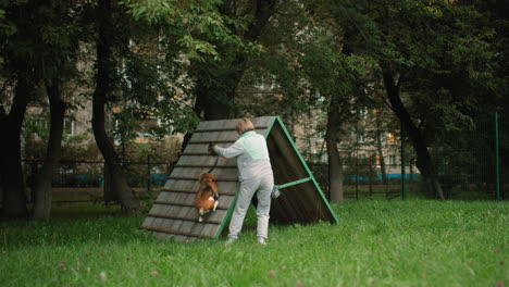 Dog tamer with tether leash walks beagle dog through wooden podium outdoors rewarding him after successful climb while bonding in grassy field surrounded by trees during training exercise