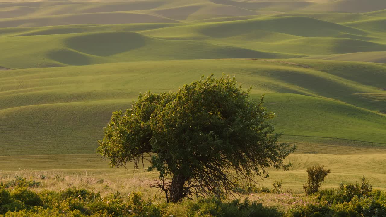 Dolci colline verdi e un solitario albero spazzato dal vento evocano la tranquilla maestosità della catena del Teton nel Wyoming. Un paesaggio sereno di erba rigogliosa e spazi aperti cattura l'essenza del selvaggio West americano.