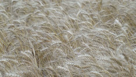 golden wheat moved by a gentle breeze, ready for the harvest