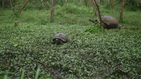 4K---Giant-Galapagos-Island-Tortoise