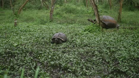 4k - giant galapagos island tortoise