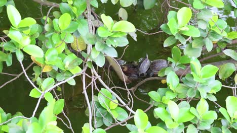 tortugas en ramas sobre el agua en vietnam