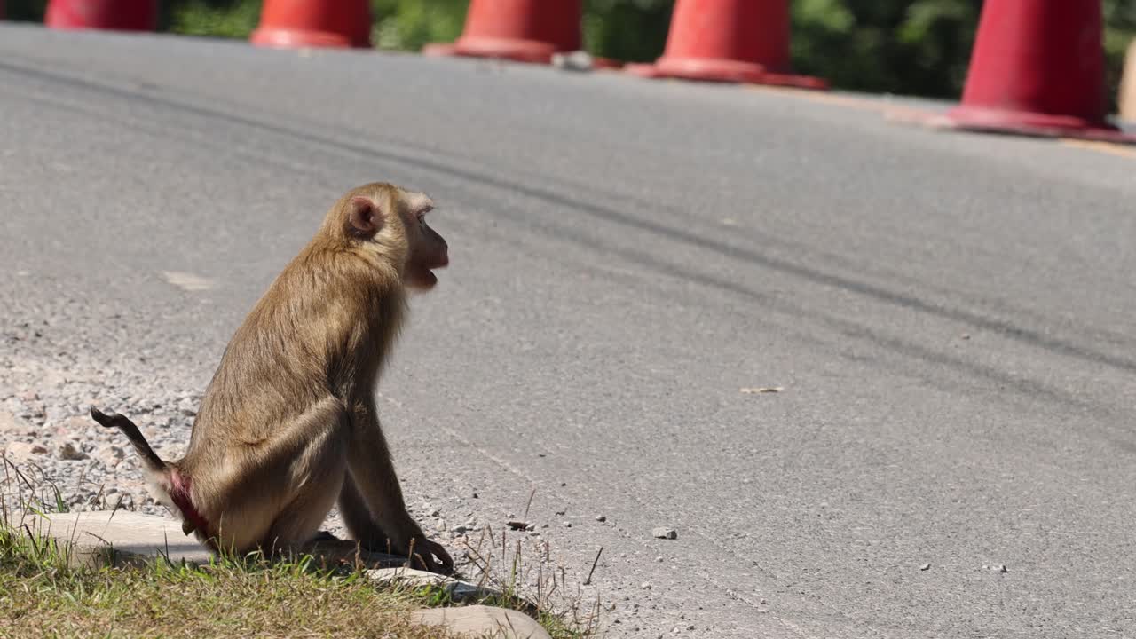 Wild macaque sits alert on roadside, daylight, static camera, orange cones, natural park setting