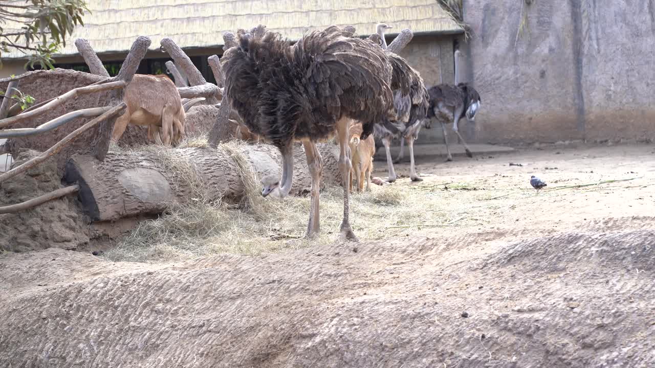 Struzzo africano che mangia. Struzzo in natura. Grande uccello.