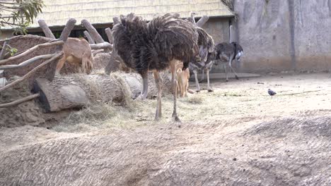 african ostrich eating. ostrich in nature. big bird