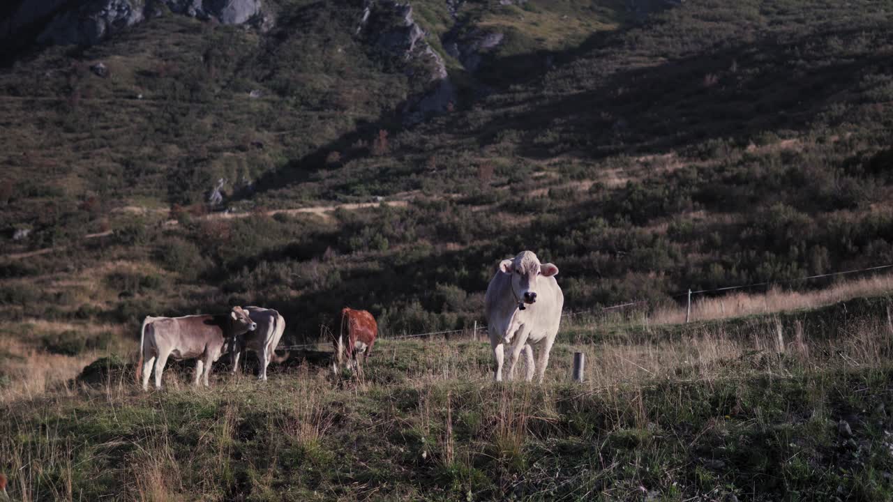 Val Gardena, Dolomiti, Italia: gruppo di mucche o vitelli che pascolano in un campo, concetto di produzione alimentare di qualità e produzione di carne