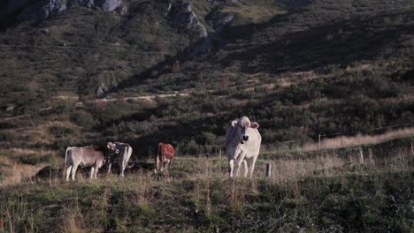 Val-Gardena,-Dolomitas,-Italia:-Grupo-De-Vacas-O-Terneros-Pastando-En-Un-Campo,-Concepto-De-Producción-De-Alimentos-De-Calidad-Y-Producción-De-Carne