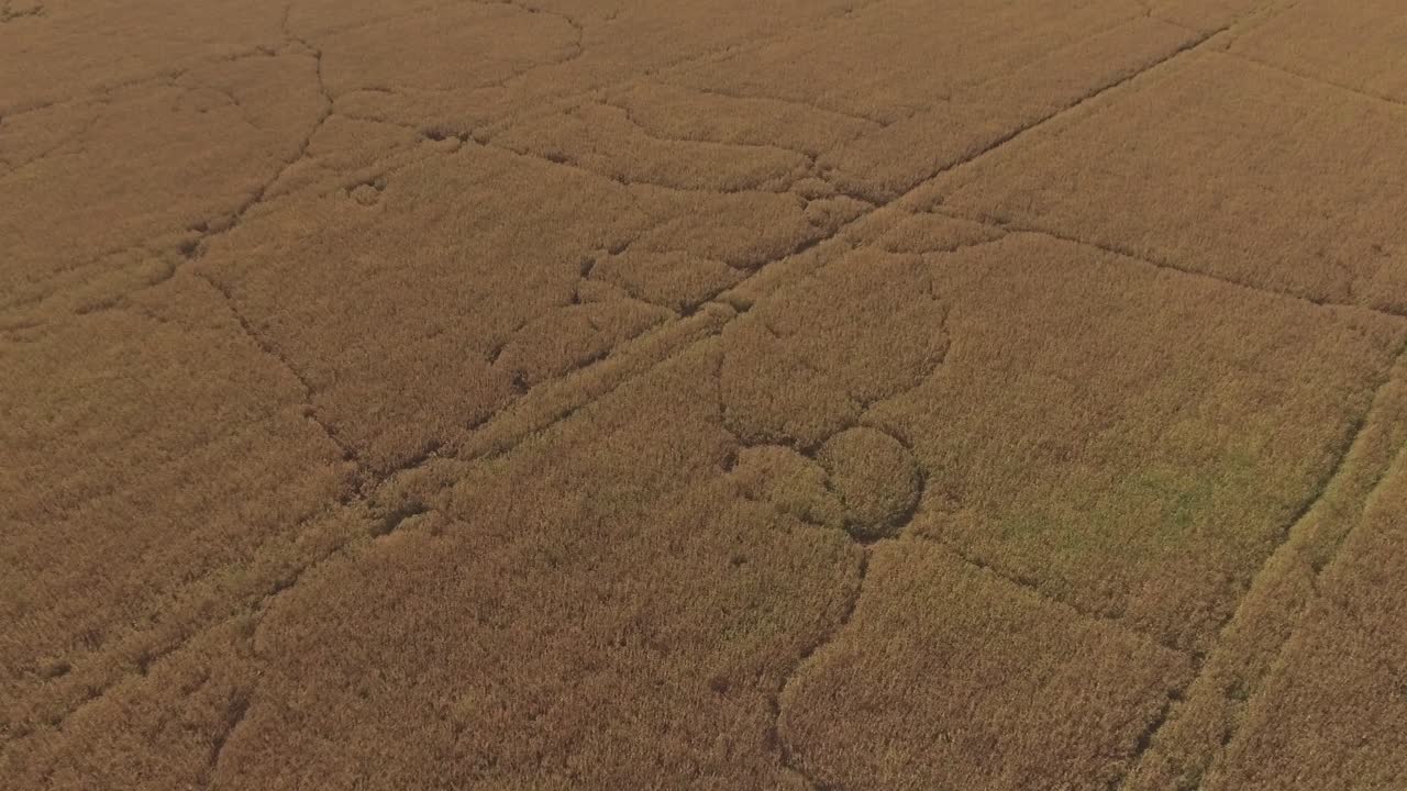 Heart-Shaped Beasts Leave Traces In Agricultural Fields On A Sunny Summer Day. Aerial Pedestal Down