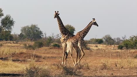 frisky male and female giraffes involved in courtship ritual before mating