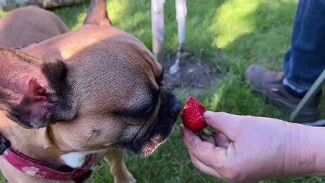 face close-up of french bulldog eating a strawberry from the senior man's hand - slow motion