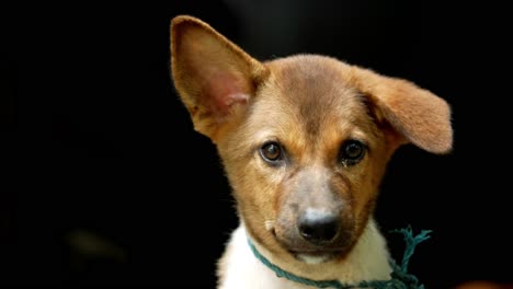 close-up of a puppy