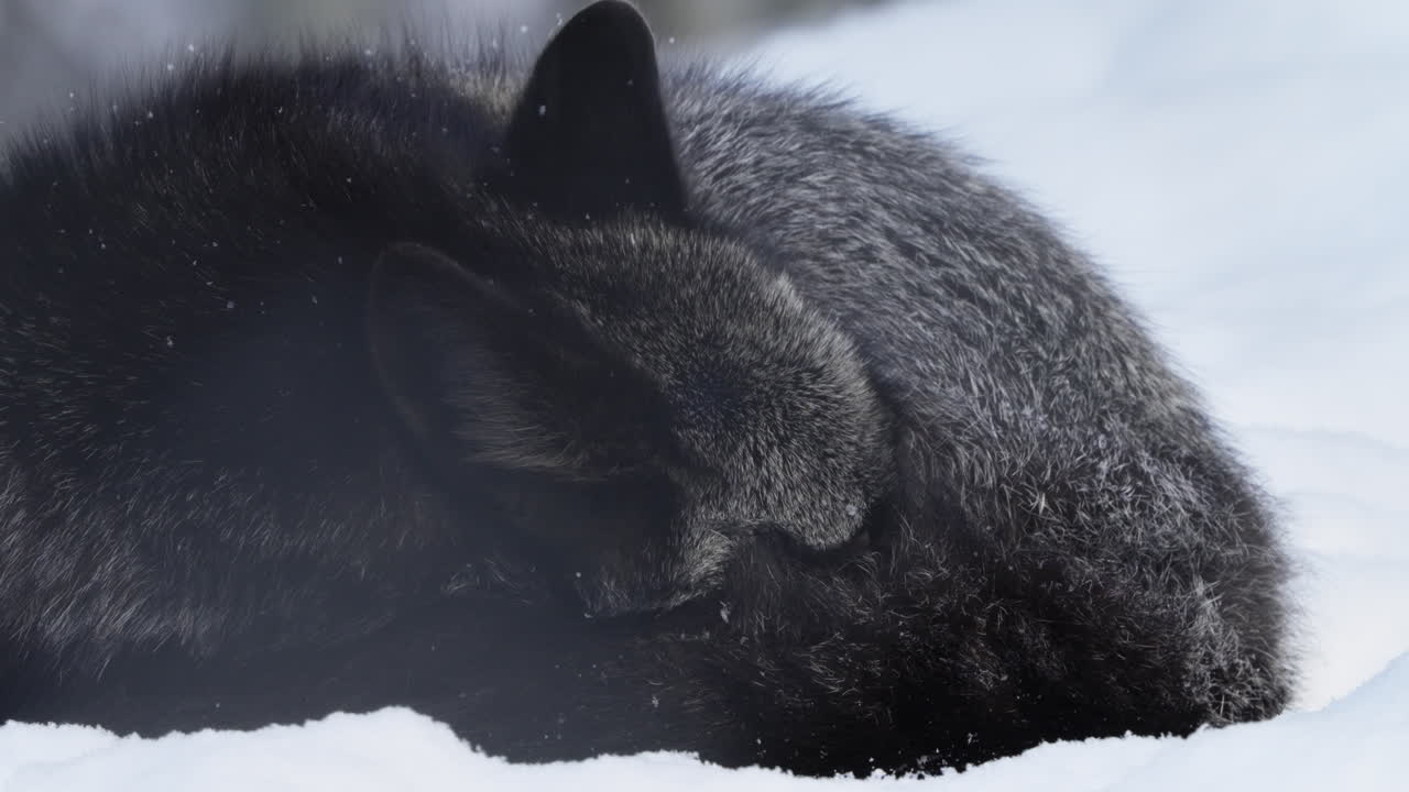 A cunning silver fox navigates the icy winter terrain of Yukon’s forest, displaying its thick fur and sharp survival instincts. A remarkable example of Canada’s formidable wildlife.