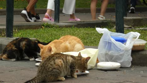 feral stray cats eating from little plastic plates in a public park called "parque kennedy" located in lima, peru in the miraflores district