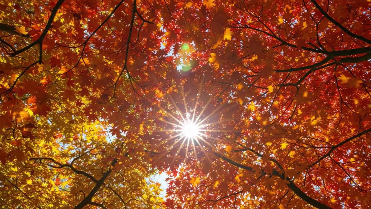 A Captivating Canopy of Vibrant Autumn Leaves with Dazzling Sunlight Radiating Through, Creating a Stunning Natural Glow and Rich Color Palette in a Picturesque Scene