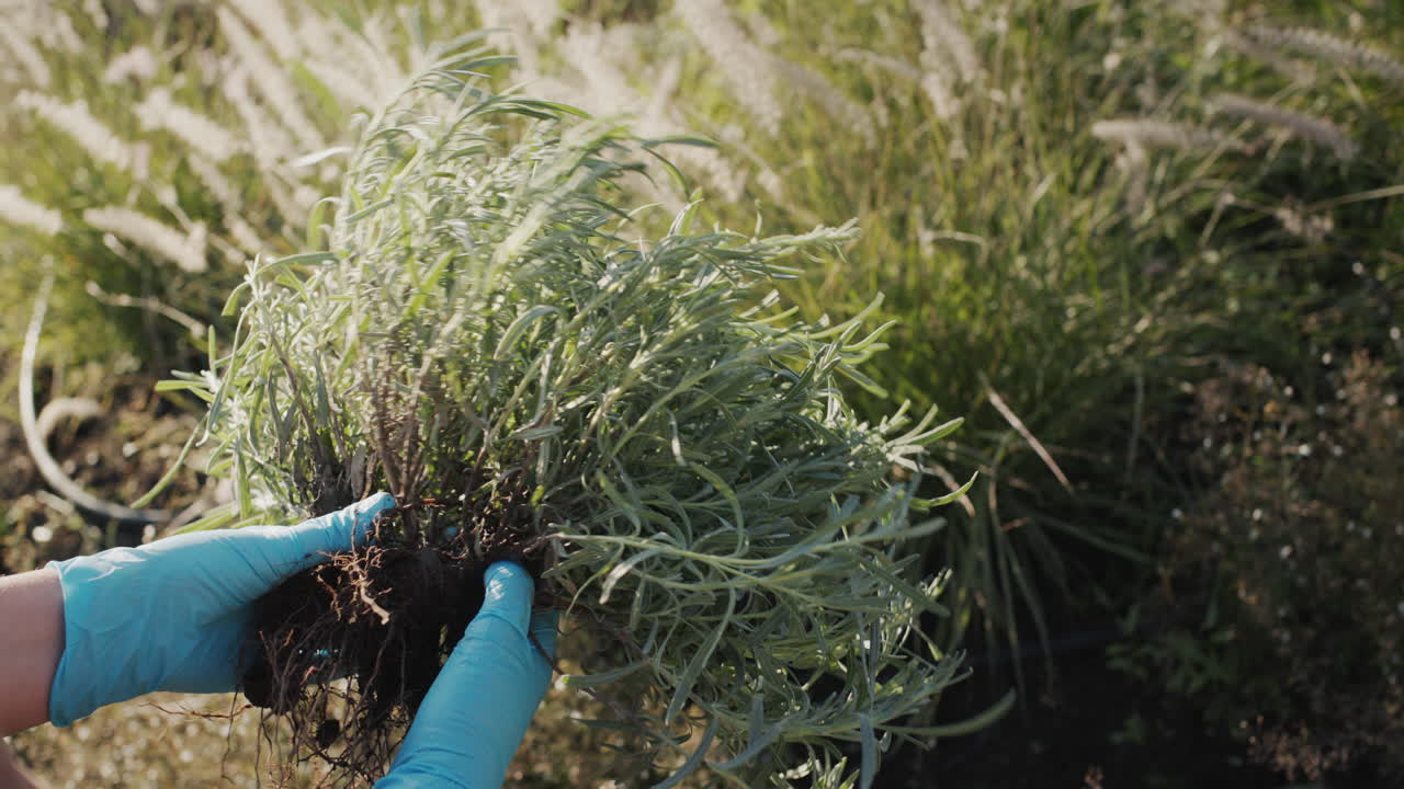 jardinero con plántulas de lavanda, siembra de otoño en el jardín